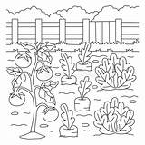 Free Coloring Pages Adorable Lettuce sketch template