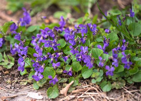 Identifying 9 Common Lawn Weeds