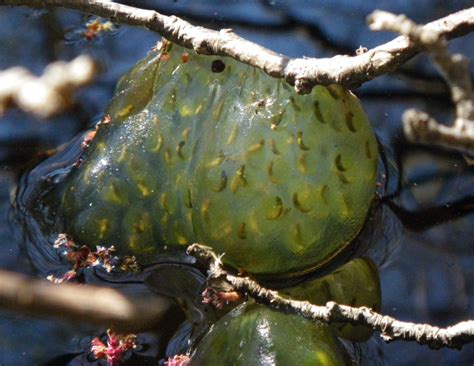 Spotted Salamander Eggs Mature in Abandoned SouthCoast Cranberry Bog « Turtle Journal