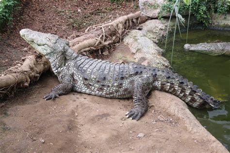 Mugger Crocodile 060515 | ZooChat