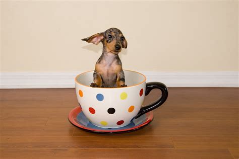 TEACUP DACHSHUND PUPPIES : DACHSHUND PUPPIES