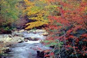 Fall Colors in Gatlinburg and Great Smoky Mountains National Park