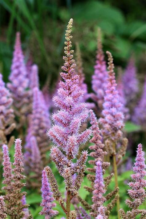 Dwarf Chinese astilbe (Astilbe chinensis var. pumila) - growing guides