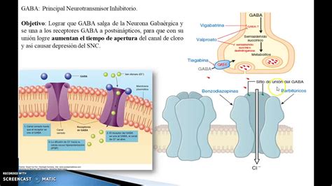 SNC Fenobarbital - YouTube