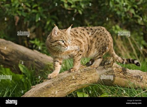 Male Asian wildcat or Indian desert cat ( Felis silvestris ornata), N W India Pakistan Captive ...