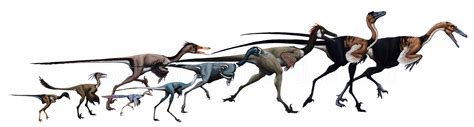 Troodontidae | Theropods Wiki | FANDOM powered by Wikia