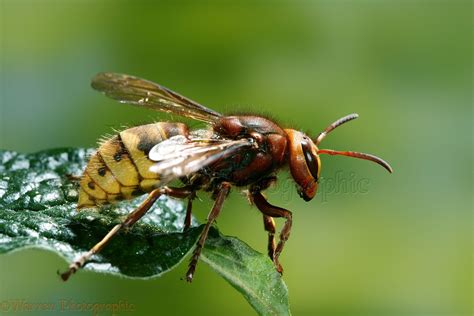 European Hornet queen photo WP19434