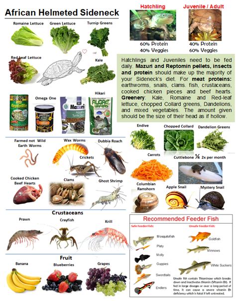 Food poster for African Helmeted Sideneck Aquatic Turtle | Aquatic turtles, Turtle, Turtle care