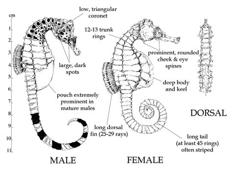 Seahorse Anatomy Diagram