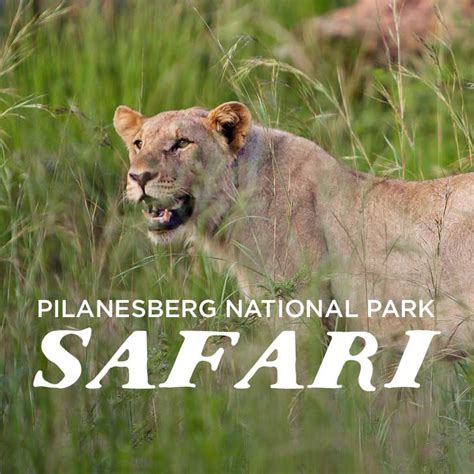 Pilanesburg National Park Safari - Day Trip Safari from Johannesburg South Africa