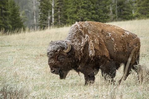 Bisonte en la nieve - Yellowstone N.P. | Nieve