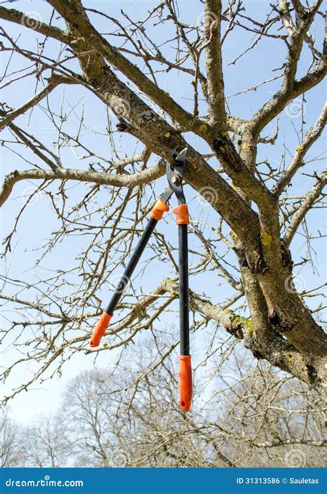 Tree Cut Orange Two Handle Clippers Spring Garden Stock Photo - Image ...