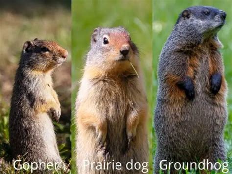 How to Keep Groundhogs and Gophers Out of Your Backyard! – Outlife Expert