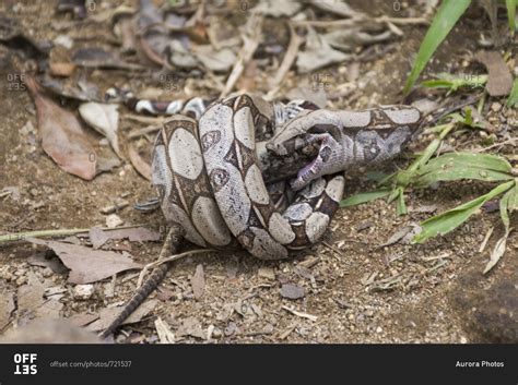 Boa constrictor (Boa constrictor) feeding on prey lizard, Tijuca Forest ...