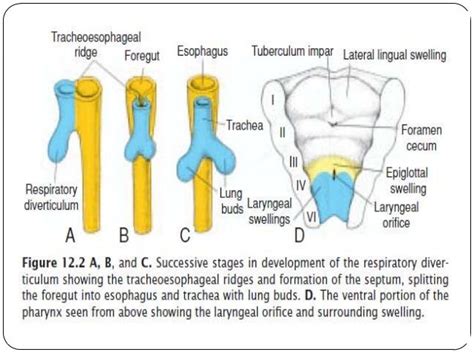 Anatomy of tracheobronchial tree