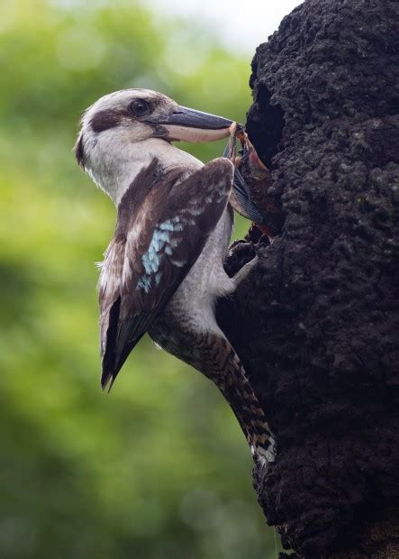 Australian Birds - Australian Photography