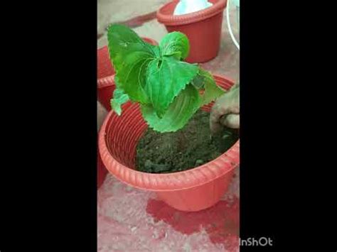How to care Acalypha plant// copper leaf plant//एकलिफा प्लांट की देखभाल कैसे करें! और कैसे लगाएं ...