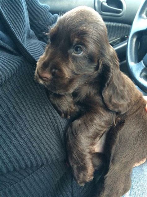 My beautiful chocolate, english cocker spaniel #englishcockerspaniel | Cani e cuccioli, Cuccioli ...