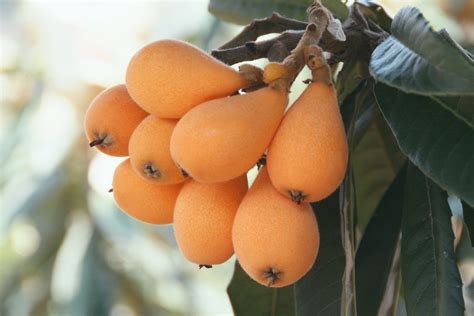 Everything You Need to Know about Loquats