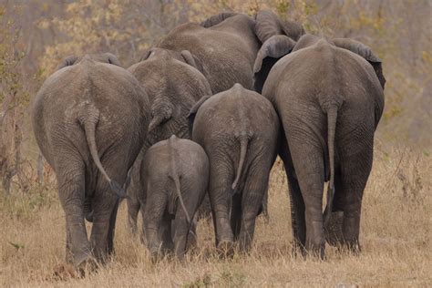 Herd of female elephants led by the grandmother, walking slowly towards the waterhole. | Herd of ...