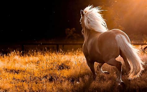 Wild Horse Wallpapers - Top Free Wild Horse Backgrounds - WallpaperAccess