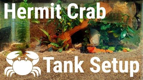 17 DIY Hermit Crab Tank Ideas: Learn How To Make