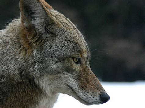 Yes, Coyotes Exist in Lake County - Mentor, OH Patch