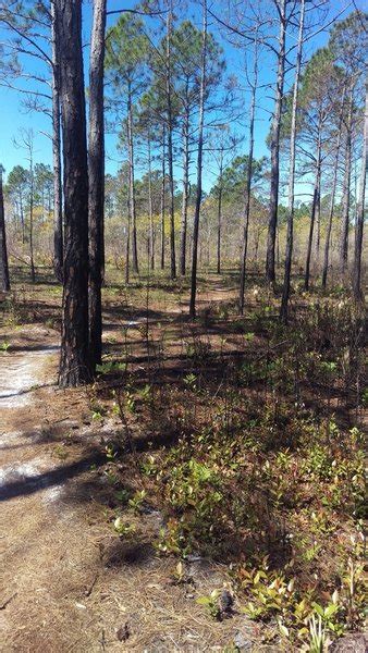 Flatwoods Trail Mountain Bike Trail, Seaside, Florida