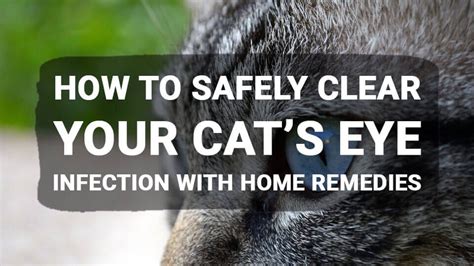 How to Safely Clear Your Cat’s Eye Infection with Home Remedies | Cat ...