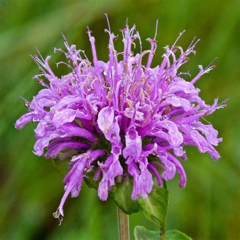 Wild Bergamot Herb Seeds (500mg) | Flower seeds, Medicinal herbs garden, Bergamot plant