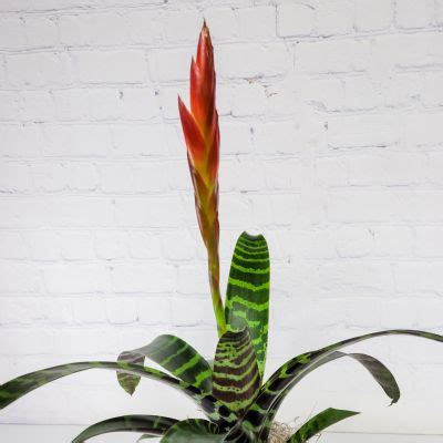 Bromeliad Vriesea Espada :: Ashland Addison Florist Co.