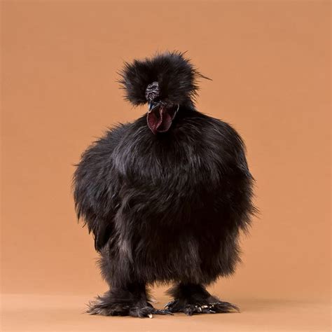 Silkie Chicken Breed - Guide to Eggs, Colours & Buying