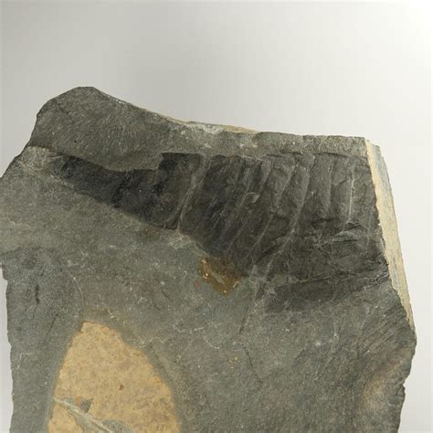 Eurypterid fossils | Fossilised 'Sea Scorpions' | UK Shop