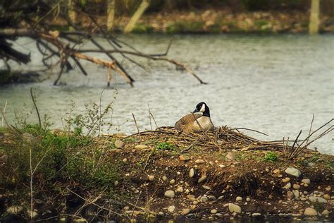 Nesting Goose Photograph by Belinda Greb - Fine Art America