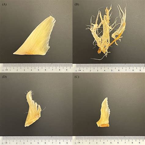 Frontiers | Blood in the water: DNA barcoding of traded shark fins in ...