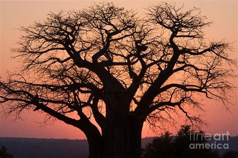 Baobab Tree Sunset Photograph by Chris Scroggins