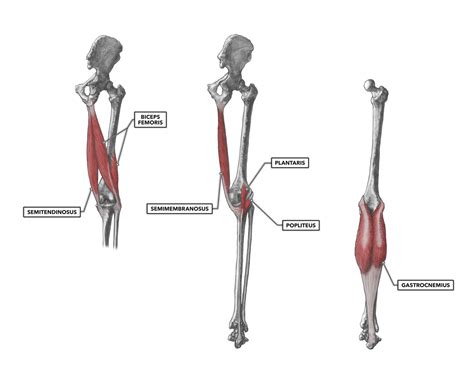 CrossFit | Knee Musculature, Part 2: Posterior Muscles