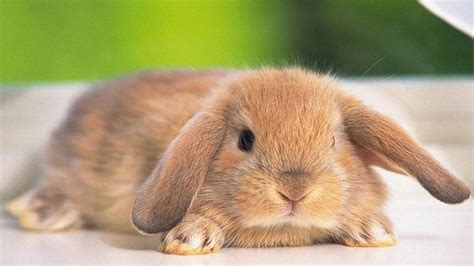 Cute Bunnies 4k Wallpapers - Wallpaper Cave