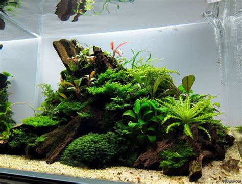 Simon's Aquascape Blog | Planted aquarium, Aquascape, Nature aquarium