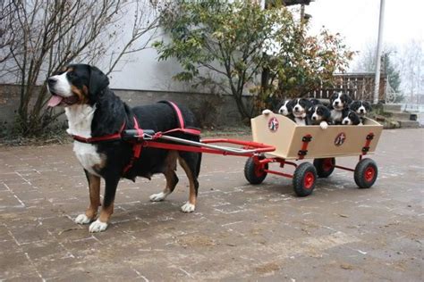 A Bernese pulling her pups in a wagon