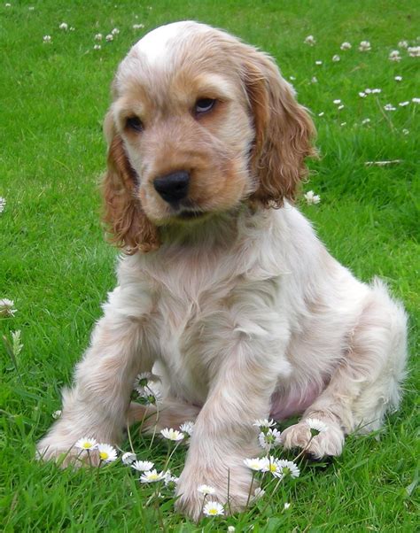 Jack, Cocker Spaniel Puppy | Jack an Orange Roan Cocker Span… | Flickr