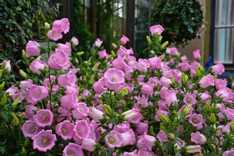 10 Different Types of Bellflower Varieties - Garden Lovers Club