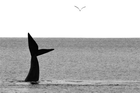 Whale Tale Photograph by Andrew Hewett - Fine Art America