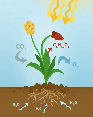 Endothermic vs. Exothermic Reactions | Process & Examples - Video ...