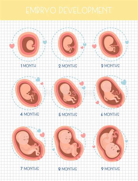 Fetal Development Month Stock Illustrations – 429 Fetal Development Month Stock Illustrations ...