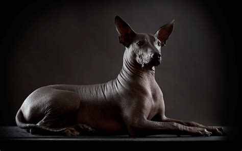 Xoloitzcuintle de camino al mictlán | Blog UVP