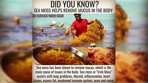 Irish Sea Moss Benefits and Side Effects - Detox and Cure