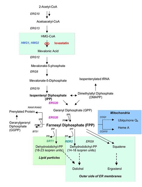 Impact of Yeast Glycosylation Pathway on Cell Integrity and Morphology | IntechOpen