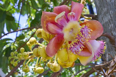 Sala tree. stock photo. Image of beauty, floral, closeup - 44788968