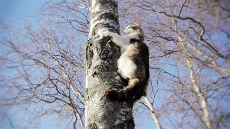 determined cat climbs down a tree - YouTube